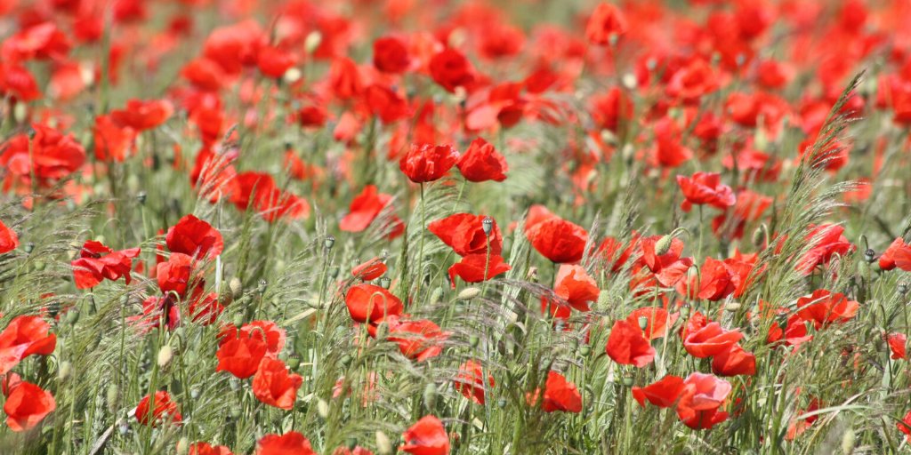 2019 events planned to remember Charnwood’s War Heroes